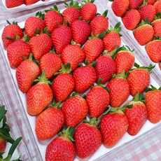 고급 설향 딸기 제철 국내산 고당도 프리미엄 딸기 난좌포장, 350g 한입과(24과), 1개, 350g 한입과(24과)