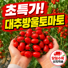 [산지직송] 첫수확 새콤달콤 대추 방울 토마토 고당도 당일수확, 1개, 2kg