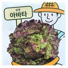 영농사 포기상추 아바타 상추씨앗 1000립 꽃상추씨, 2개