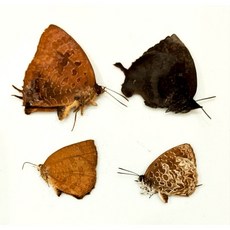 蟲新發現 蝴蝶標本A1/A-本土紫小灰蝶四種一組 未展翅乾貨, 1個