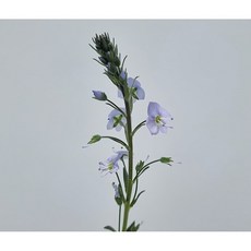 새롬이네정원 베로니카-유럽 야생화, 1개