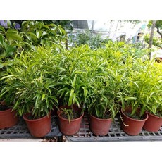 霏霏園藝 印尼驅蚊樹, 1個