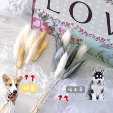 大地農場 進口兔尾草 毛孩系列乾燥花材, 哈士奇