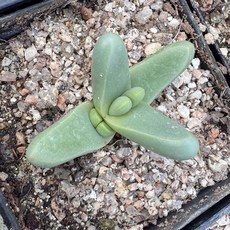 브런시 1호 플랜테리어 공기정화식물 다육이, 1개, 단일
