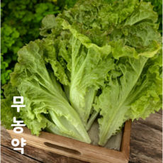 당일수확 상추 무농약상추 꽃상추 포기상추 샐러드 야채 수경재배 제이제이팜 스마트팜 [수신제팜], 500g, 1박스