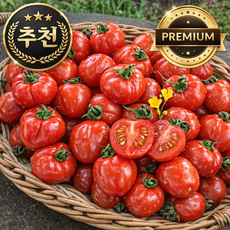 스위티크 프리미엄 토마토 루비벨 스테비아 없이 달콤한 방울토마토, 1박스, 1kg (맛보기)