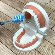 어린이 유치원 치과 양치교육 치아모형 구강 칫솔질 시범 덴탈모형