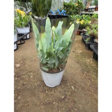 [근이네식물원] 블루스타고사리, 1개