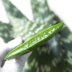 무농약 알로에 사포나리아 알로에베라 당일수확, 1개, 사포나리아2kg