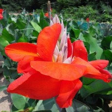 빨강 칸나(원예종) 2구근 -1세트, 1개