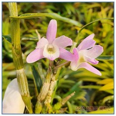 [재희난] 천보 석곡, 1개