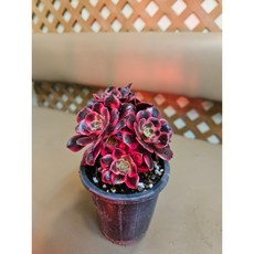 팅커벨 흑법사금 레드샬렛, 1개