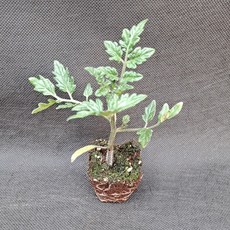 미소화원농장 일반 방울 토마토 모종 (1개) 열매채소 키우기