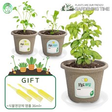오늘도새싹 반려 식물 키우기 허브 3종세트 / 바질 루꼴라 레몬밤 가드닝 미니정원 모종키우기 텃밭가꾸기세트