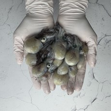 산지직송 꼴뚜기 국내산 여수 생물 귀꼴뚜기, 1박스, 3kg (300미 내외)