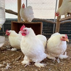 다양한 컬러의 코친 반탐 종란 분양 미니닭 부화용 유정란 작은닭 소형닭 품종닭 관상닭 꽃닭, 16개