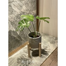 龜背芋(搭塑陶盆/水泥盆)-室內植物-送禮盆栽-居家擺設, 1個, 龜背芋+塑膠紅盆, 塑膠紅盆