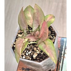 (서리) 레드스팟 싱고니움, 1개