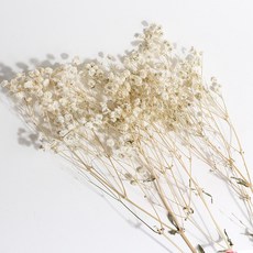 화연양화 프리저브드플라워 안개꽃 8색 시들지않는생화 디퓨저꽃, 01 크림