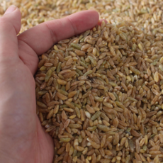 몸에좋은 호라산밀 카무트 건강한 곡물 착한 탄수화물, 1개, 2kg