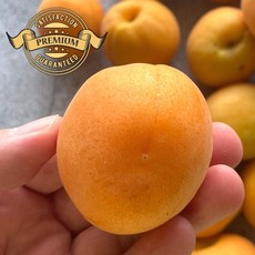 [프리미엄 햇 살구] 국내산 햇 살구 수확 배송, 1개, 살구 중대과 2kg