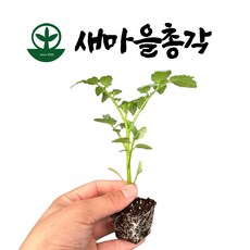새마을총각 방울토마토모종, 2개