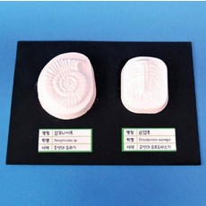 캠핑장놀이용 화석 제작 도구 암모나이트 삼엽충 모형 재현 학습 고생물 과학 실험 실습 키트, 1개