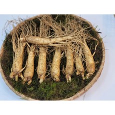 풍기인삼 6년근 실속형인삼 국내산수삼 500g 1kg 믹서용 가정용 홍삼용 선물용, 1개