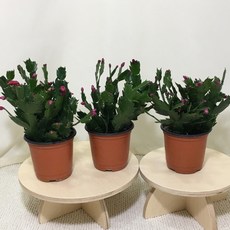 [해피그린 화원] 게발 선인장 미니 2+1 공기정화식물 다육식물 099 화원 농원, 3개