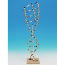 DNA-RNA 분자구조 키트