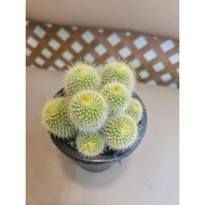 팅커벨 금황환군생 실생5년생