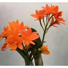 [신라난농원]카틀레야 영민오렌지.아주예쁜색.주황색.선명한주황색.꽃대없음.인기상품.필독뒷사진참고., 1개