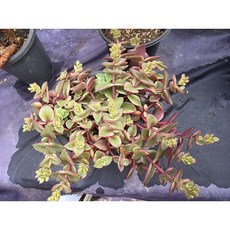 다육식물 스프링엔젤 다선농원