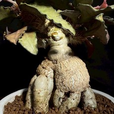 彩葉麒麟 塊根植物 觀賞盆栽