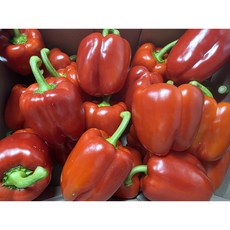 은유통 경매 선별 특품 빨강 파프리카, 1박스, 2kg