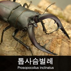 톱사슴벌레 수컷 60~62mm (장치형)