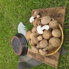 [한정수량] 국내산 산지직송 무농약 송화버섯, 1개, 송화버섯 실속선물용 2kg