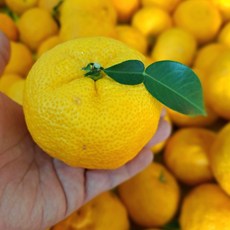 [농가직송] 일등농수산 전남 고흥 유자생과, 1개, 특품 5kg 소과