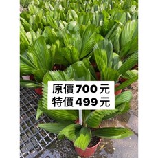 霏霏園藝 圓扇椰子 觀葉植物 適用室內外, 1個