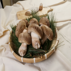 국내산 생 송화버섯, 1박스, 1. 중 500g