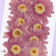 보라빛 데이지 플라워 프리저브드 압화 세트 R374, 단품