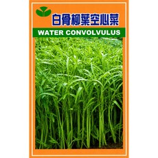【野菜部屋】A16 白骨柳葉空心菜種子600公克(約15000粒) 耐熱耐溼 品質好 應菜種子, 1包