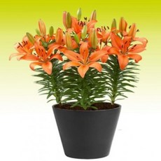 [나은식물원]16.[백합 왜성] 오렌지 매트릭스-2구