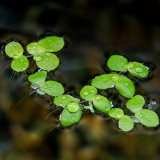 미미네아쿠아 부상수초 왕개구리밥 5뿌리, 1개