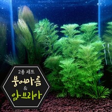 [미초] 완전 번식력 좋은 2종 수초 세트 / 초보자용 수초 / 수초 세트 / 구피 수초, 1개