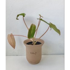 희귀식물 필로덴드론 빌리에티에 모이라팟 토분 화분, 1개, 브라운