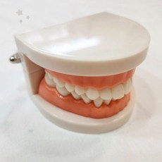 치과 교육용 실물 크기 치아 모형 양치질 연습 교구 어린이 구강 위생 학습 교재, 1개, 상세페이지 참조