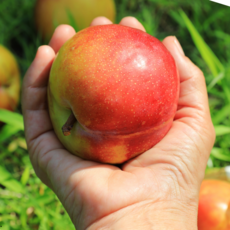 민씨농산 국내산 싱싱한 도담자두, 1박스, 1kg 특대과 8-10과