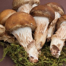 [재구매율 1위] 국내산 참송이버섯 100% 산지직송, 1개, B급 1kg