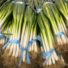 국내산 여수 햇대파 산지직송, 1개, 2kg